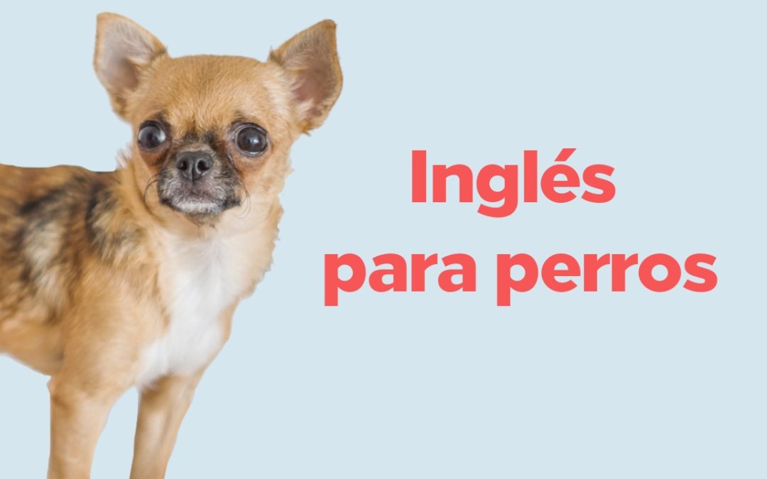 Aprende vocabulario para mascotas en inglés